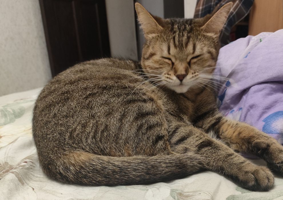 Отдам в добрые руки