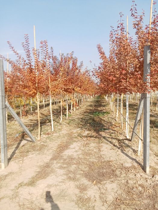 Клен краснолисный крупномер