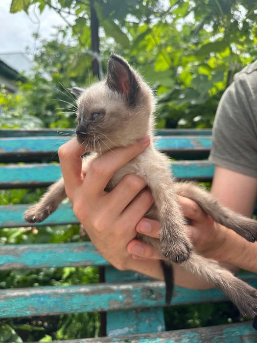 Отдам котенка в добрые руки.