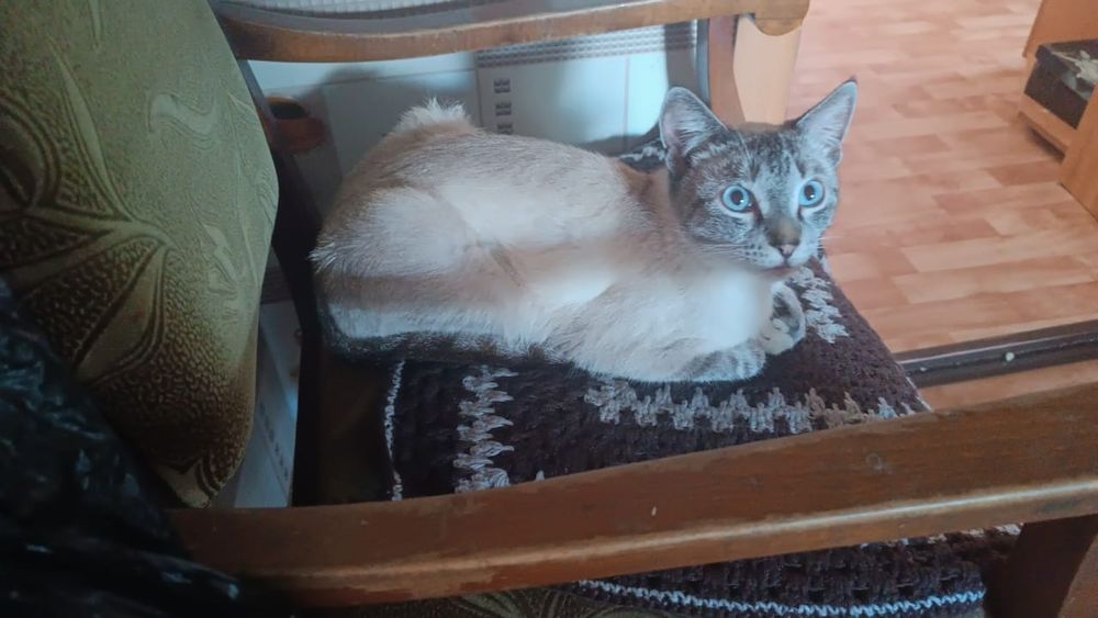 Отдам кота в добрые руки