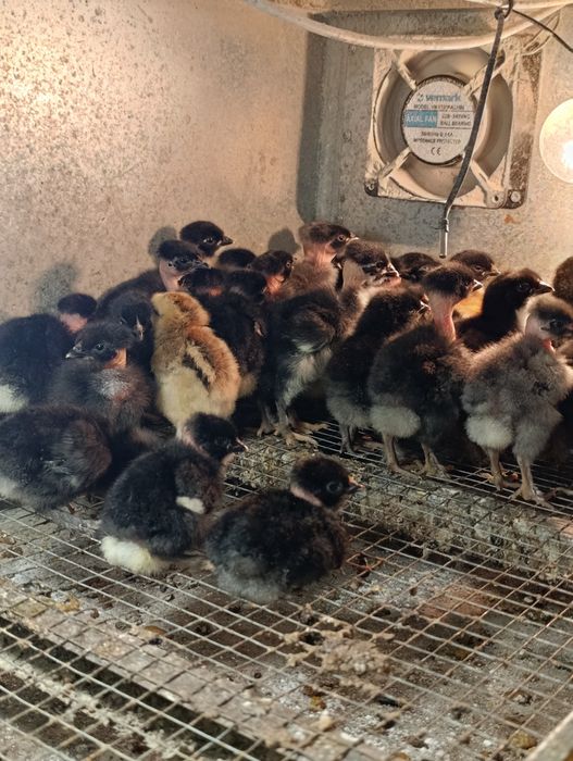 Пиленца голошийки и качулати на 15 дни