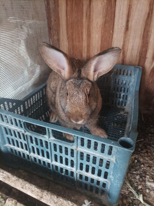 Quyonlar sotiladi sog'lom