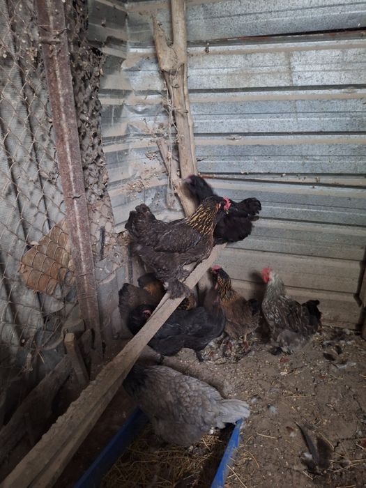 Продам курей домашние