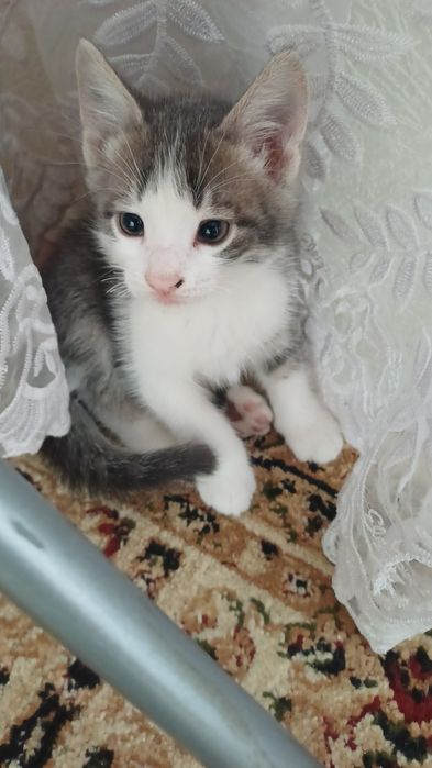 Отдам в добрые руки