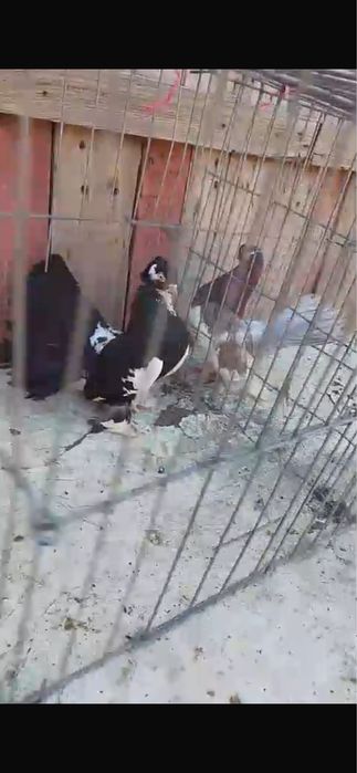 O pereche de rostovi si o pereche de jucatori de botosani