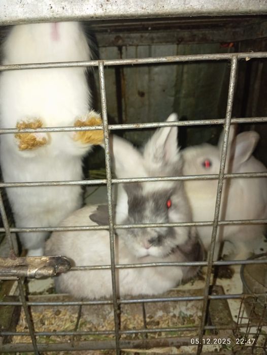 Декоративные Кролики зайцы