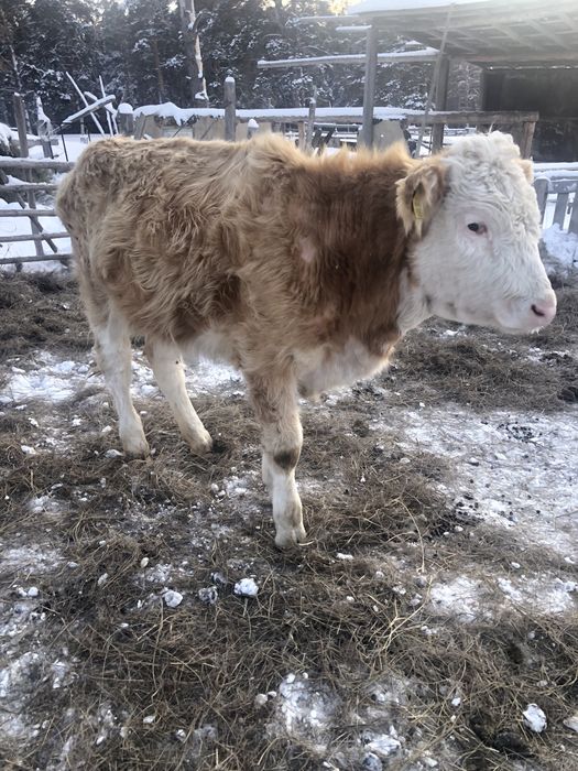 1жасар торпактар 1еркек 2ургашы