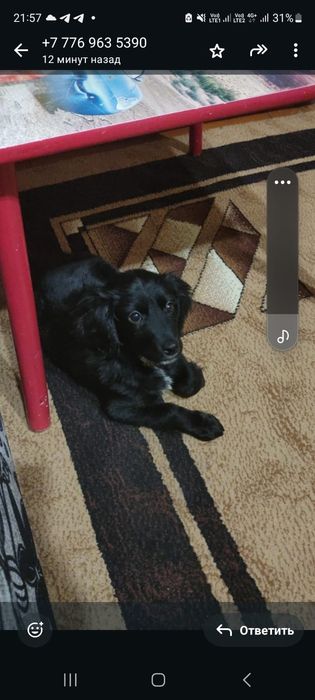 Отдам в добрые руки