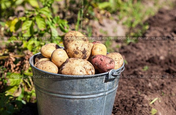 Продам домашний картофель