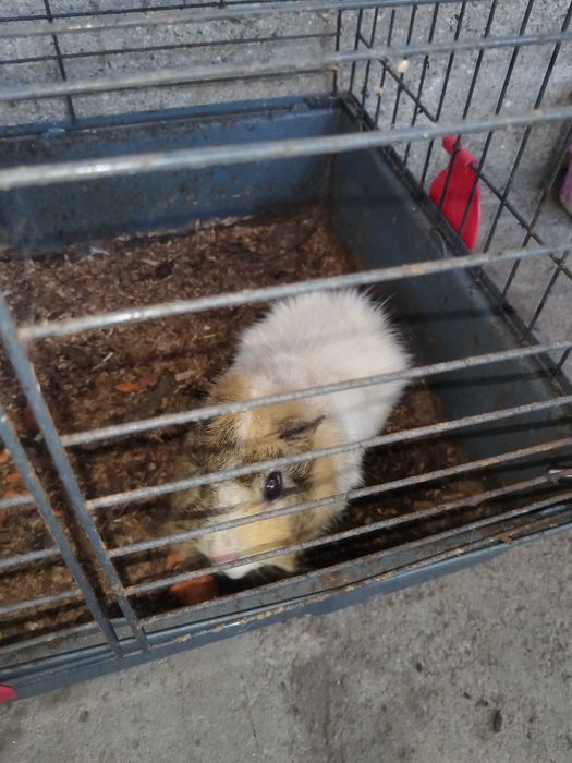 Porcușor de guineea cine dorește gratis