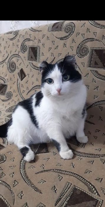 Шикарная коша Фея в добрые руки!