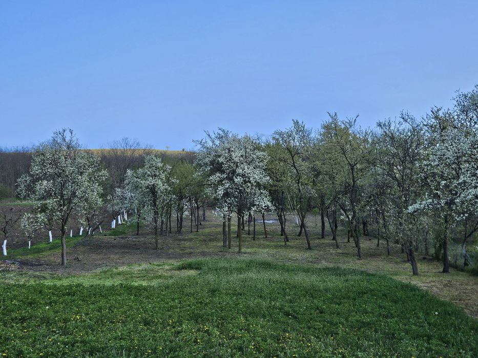 Casa cu teren de vanzare