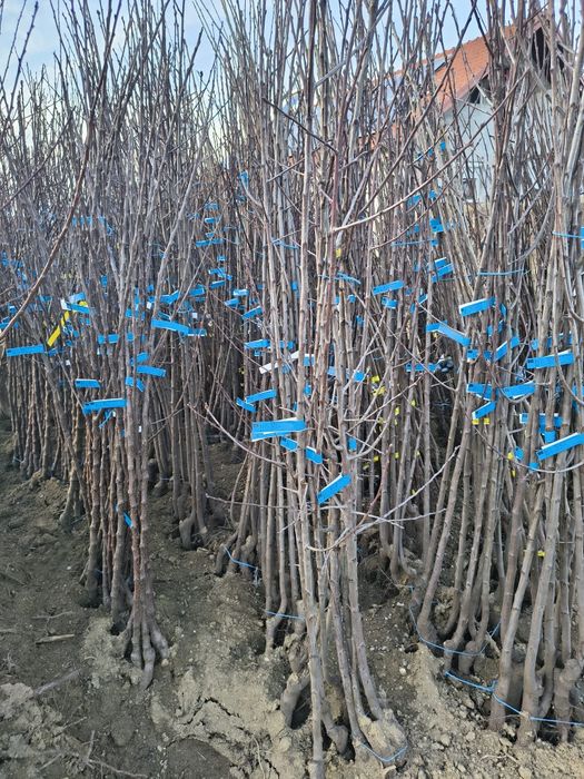 Pruni altoiti.Prun selectionati.Visin.Cais.Cires.Alun.Castan.Piersic