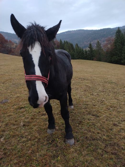 Vând mânză neagră