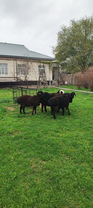 Осы 5 Кошкар сатылады