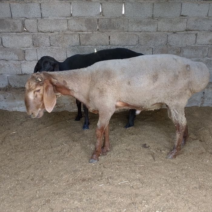 Qochqor sotiladi