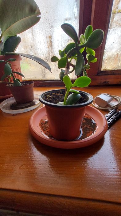 Комнатные  цветы