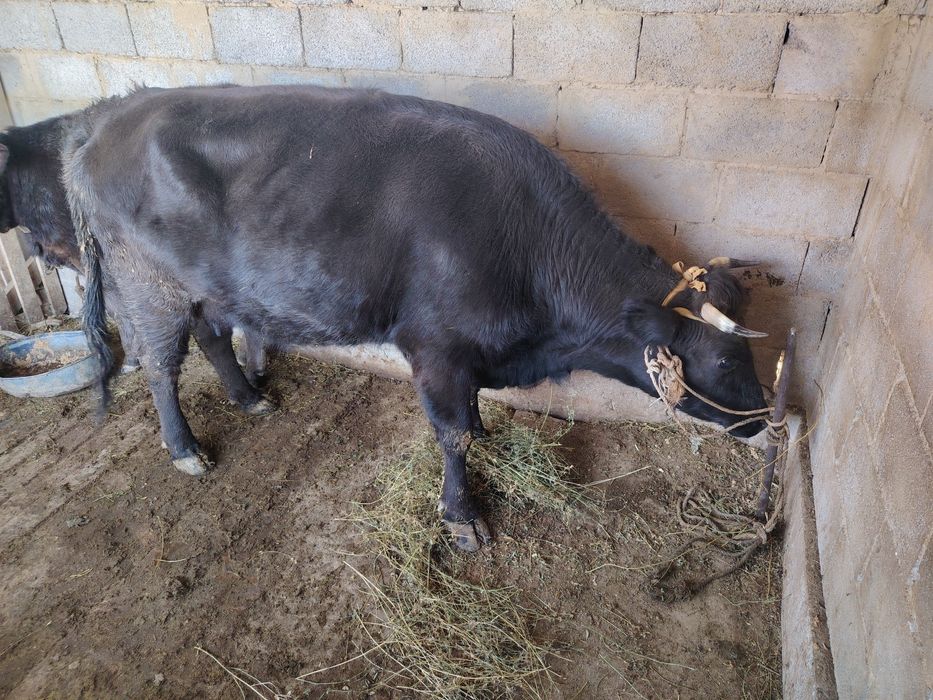 Продам карова сроч