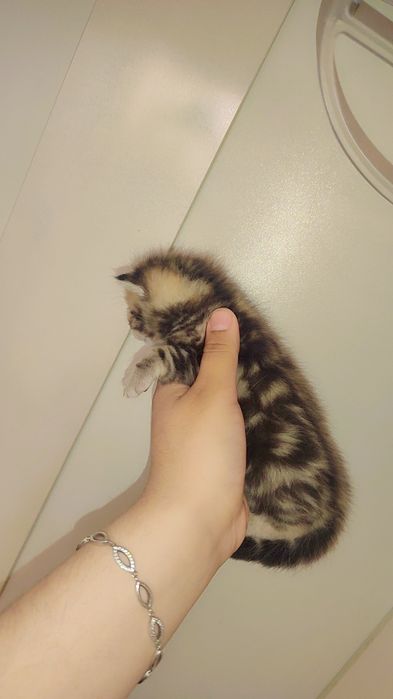 BRON. Skotish fold skotish straight britan