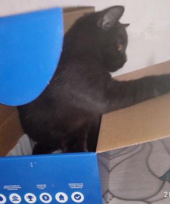 Отдадим кошечку в добрые руки