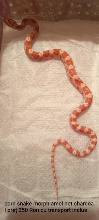 Vând pui corn snake