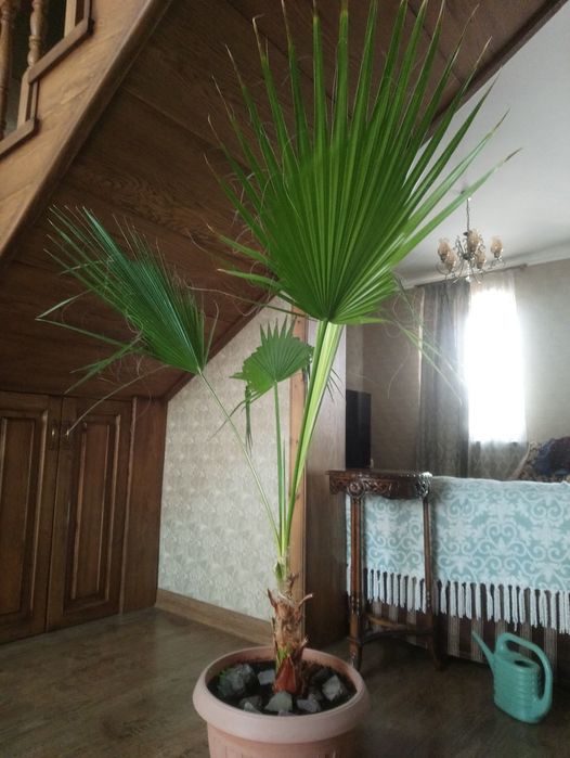 Пальма Вашингтония