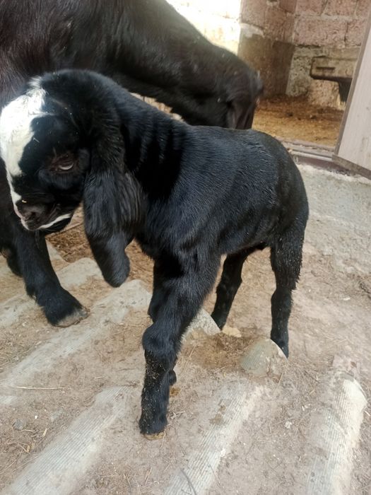 Ешкі сатылады сауынды