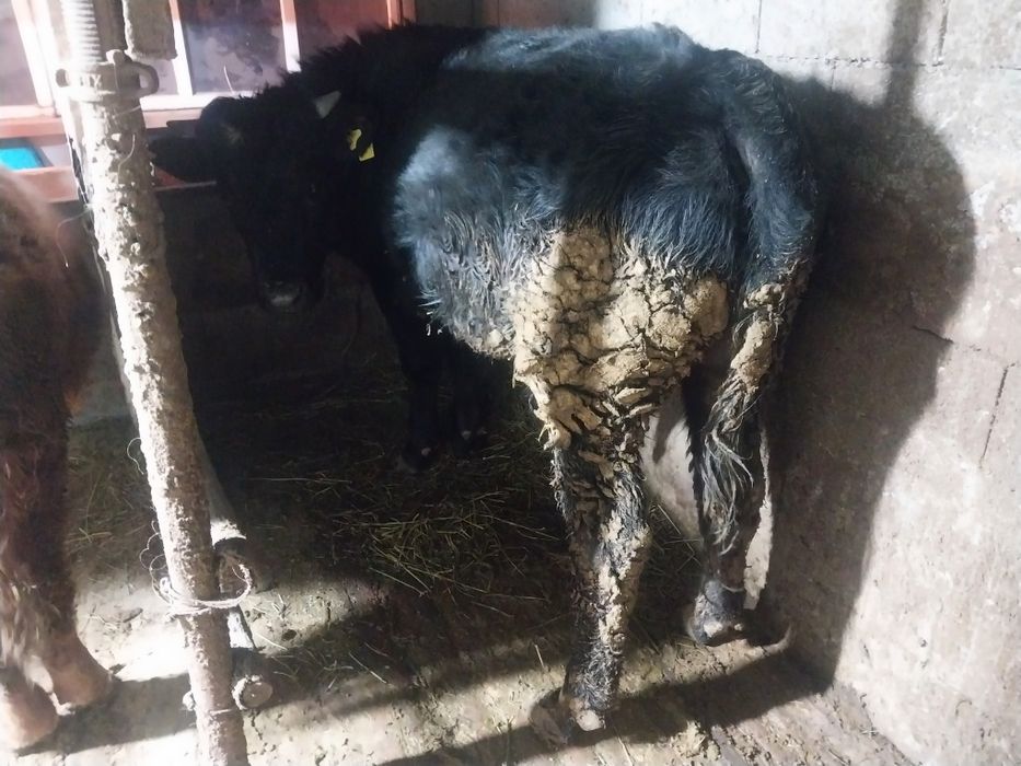 Продам быка стоит на откорме