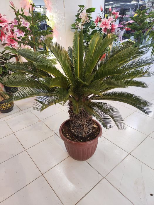 Tuvakli daraxtlar sotiladi optom narxlarda