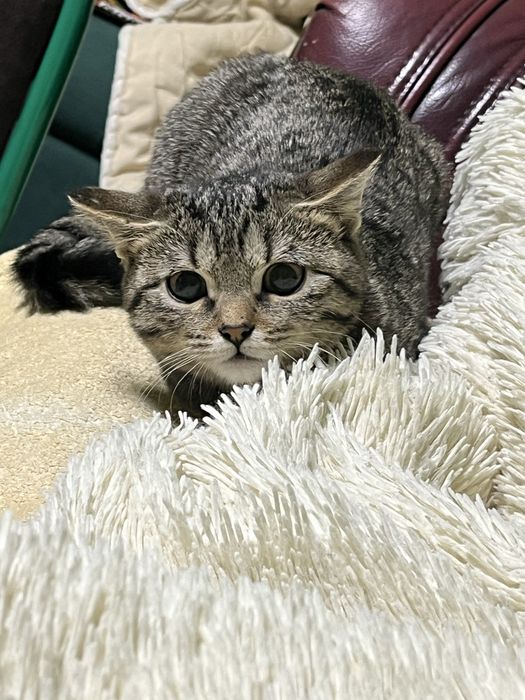 Отдам кошку в добрые руки