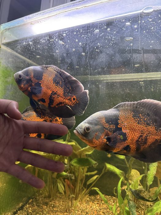 Продам Астронотусы