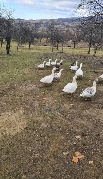 Gâște românești de vânzare