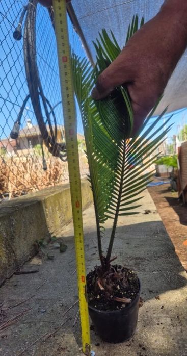 Vând palmieri din Spania Cycas Revolut