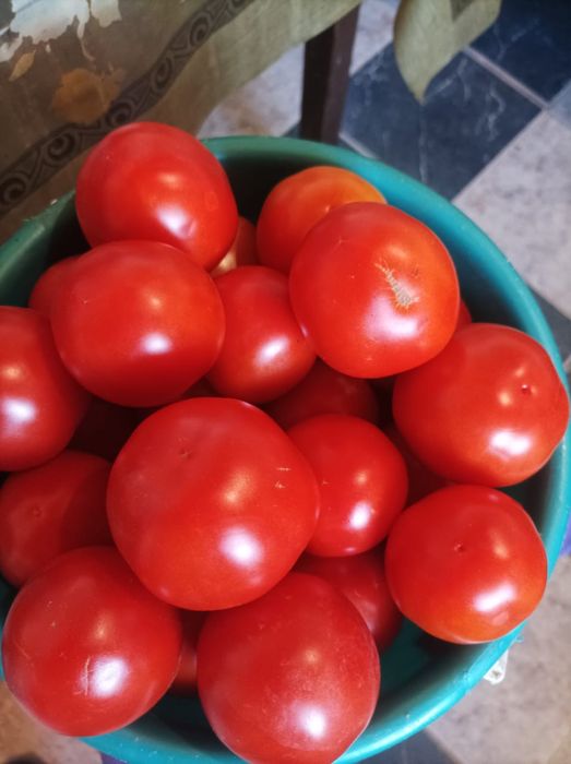 Продам помидоры дачные Сатпаев