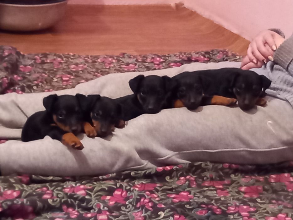 Вязка Ягдтерьера