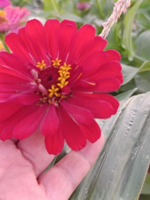 Уруғлар гул ва мачалка Семена Мачалки и цветов