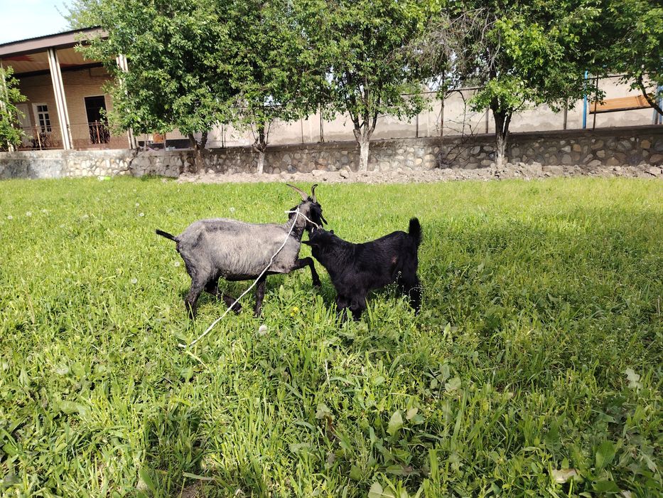 Ona bola echki sotiladi.