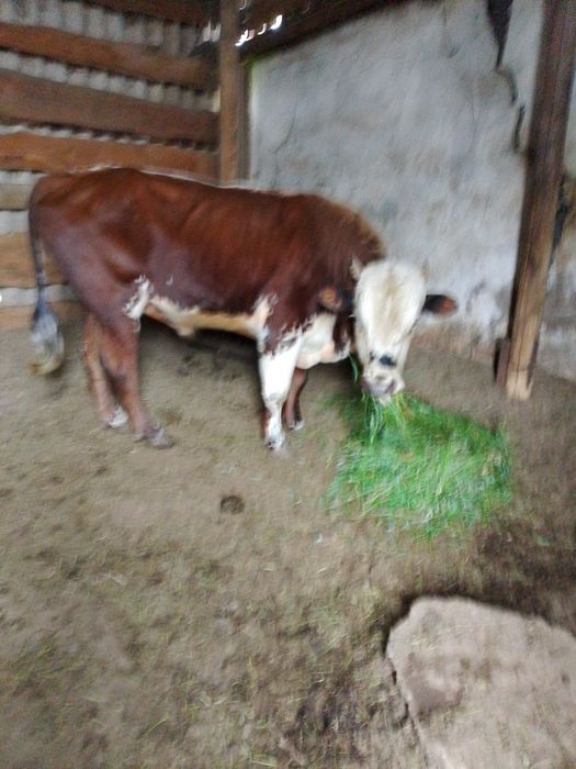 Продам быка, возраст 3.5