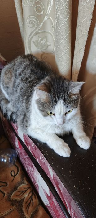 Кот в хорошем состояний, даром