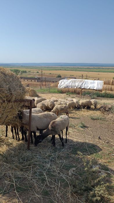 Vând oi Merinos de Palas și Carabase de Teleorman