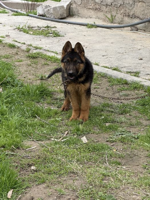 Овчарка ( мальчик)