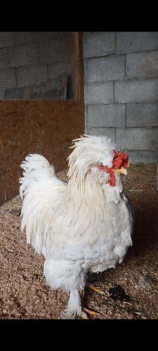 Vând 2 cocoși și 2 puicuțe