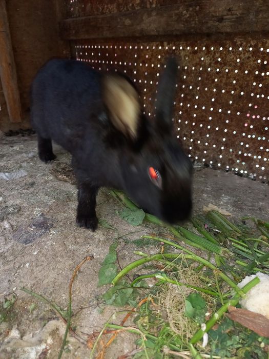 Quyon кролик xomlador