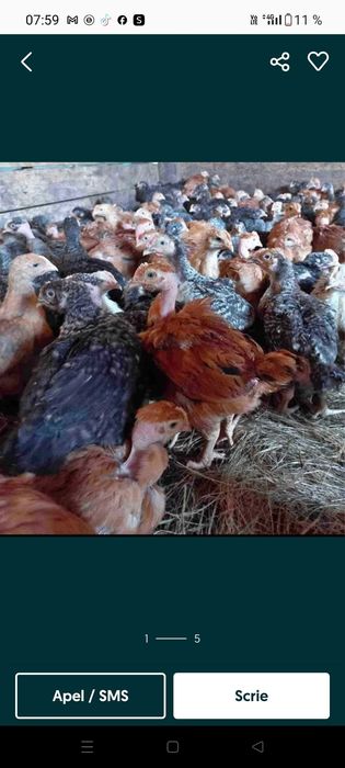 Vând pui alb și colorat cabir