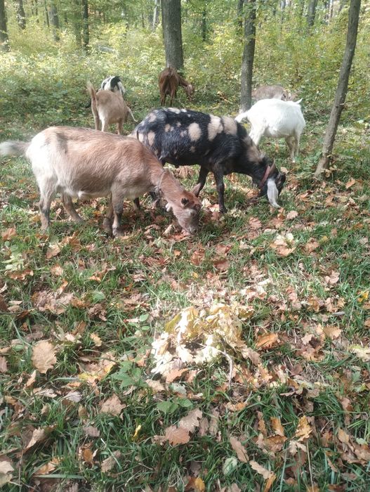 Vand sau schimb Tap anglo-nubian