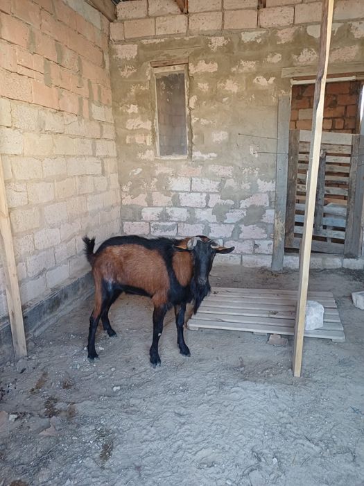 Теке ешкі (коза)