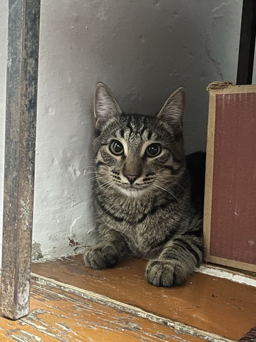 Мысык тегін, Кот бесплатно