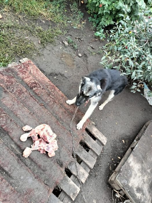 Ищем дом собачулям