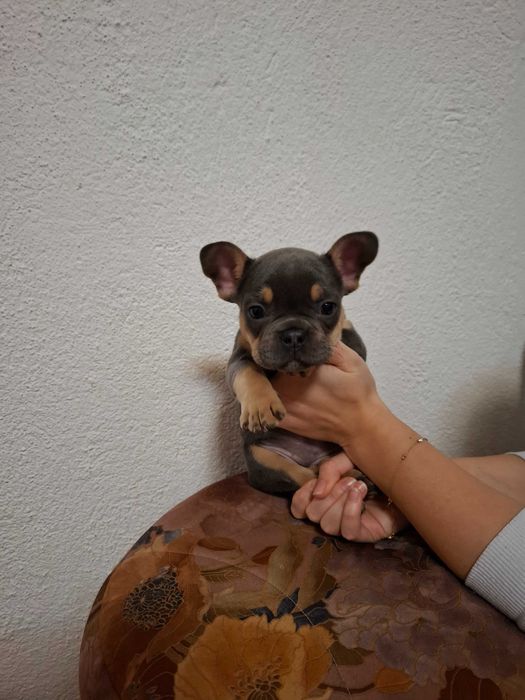 Продавам френски булдог