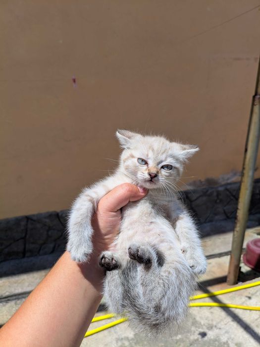 Котята ищут хороших хозяев